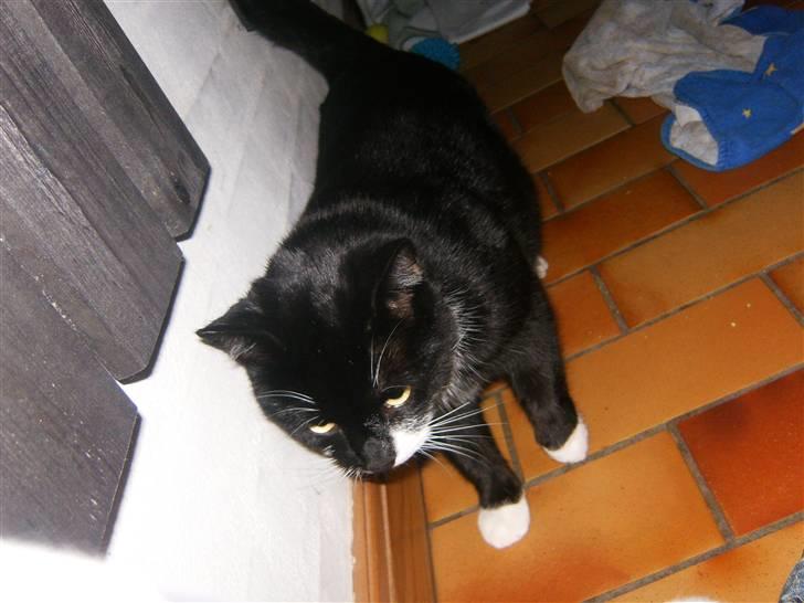 Blanding af racer Zule billede 13