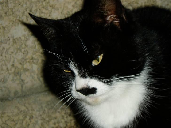 Huskat Banditten :o) - Hun er da bare en bandit med den næse?? :o) billede 1