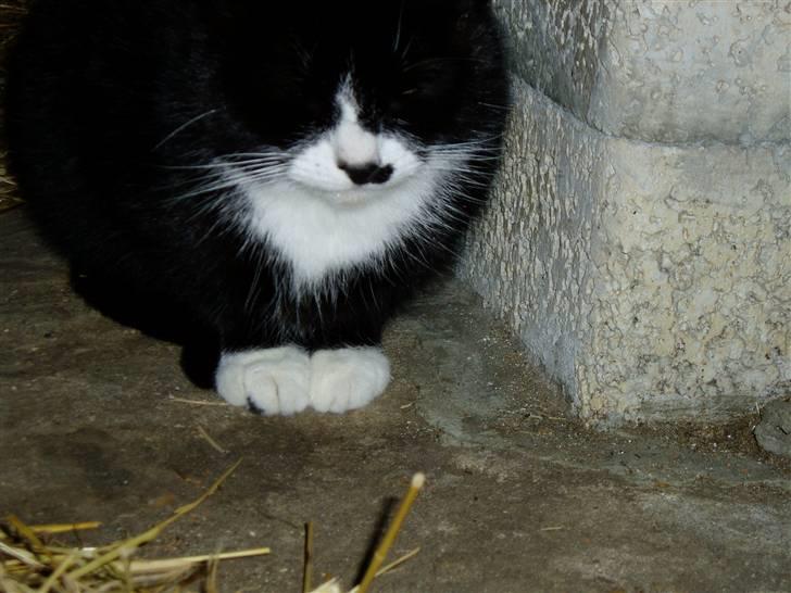 Huskat Banditten :o) - Banditten, omg en doven kat?...Zzzz... :o) billede 2