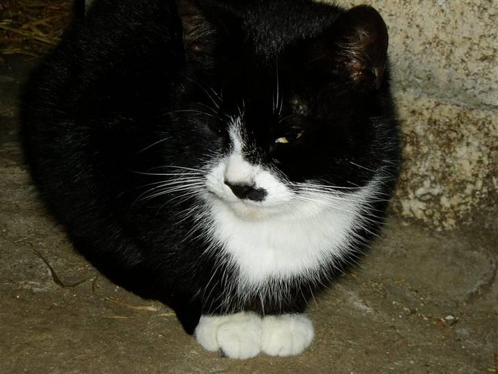 Huskat Banditten :o) - Dejlig misser <3 billede 3