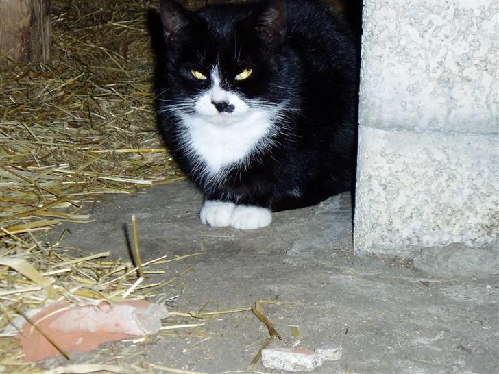 Huskat Banditten :o) - Er hun ikke fin? billede 4