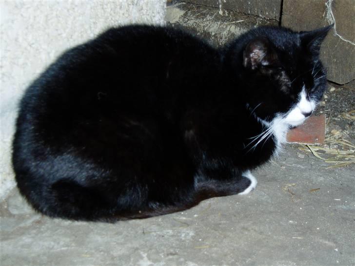 Huskat Banditten :o) - :) billede 5