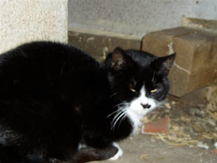 Huskat Banditten :o) - sove igen ? :O billede 6