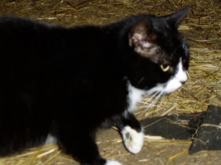 Huskat Banditten :o) - Grr.. billede 7