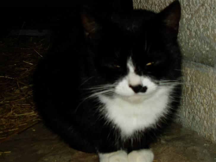 Huskat Banditten :o) -  Banditten misser<3 billede 8