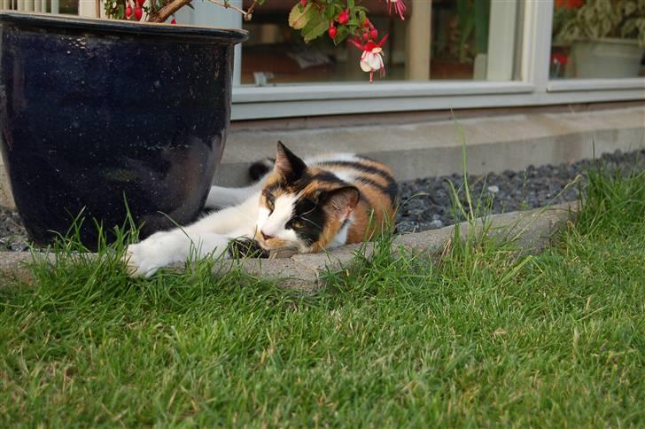 Huskat Olivia billede 1