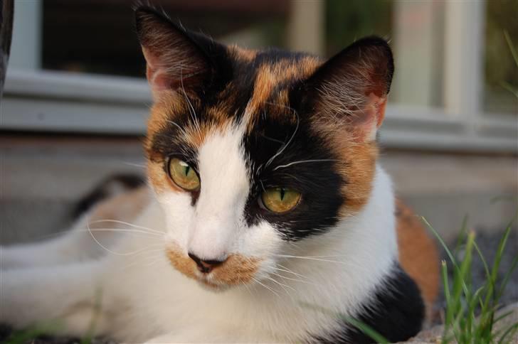 Huskat Olivia billede 2