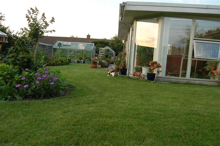 Huskat Olivia billede 3