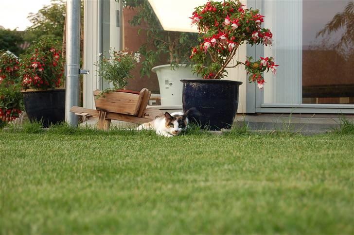 Huskat Olivia billede 4