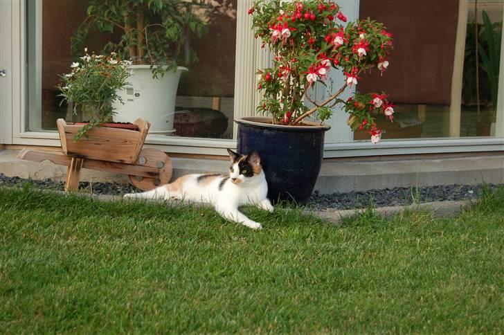 Huskat Olivia billede 5