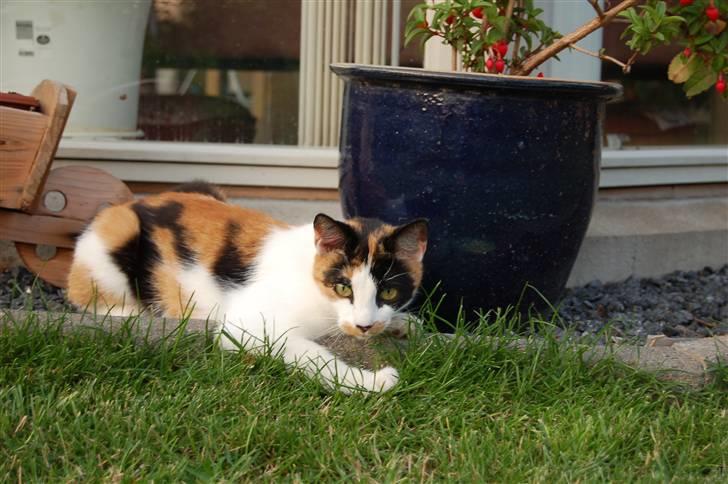 Huskat Olivia billede 6