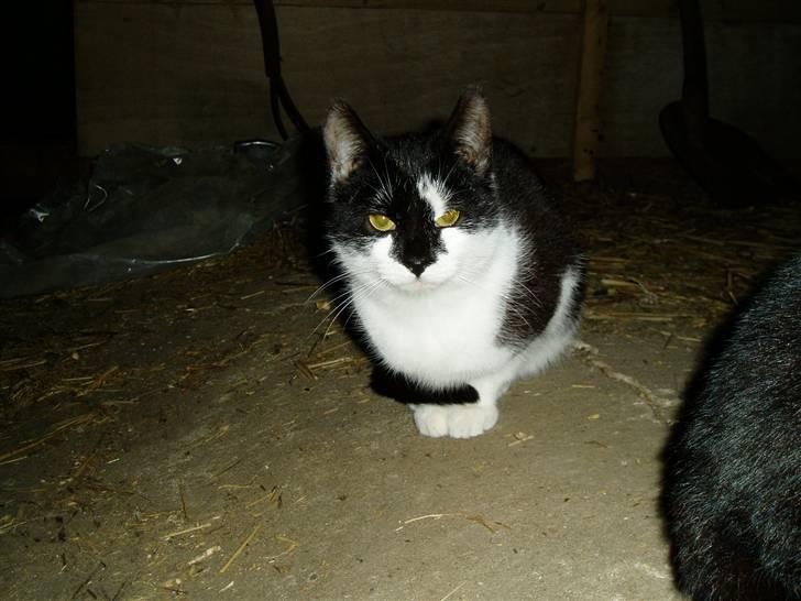 Huskat Isbjørn  - Min Isbjørn<3 :) billede 1