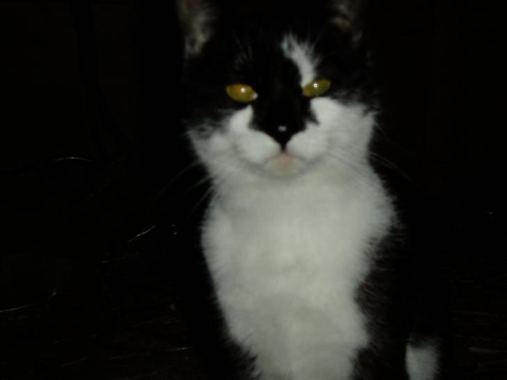 Huskat Isbjørn  - Er han ikke fin? :) billede 2