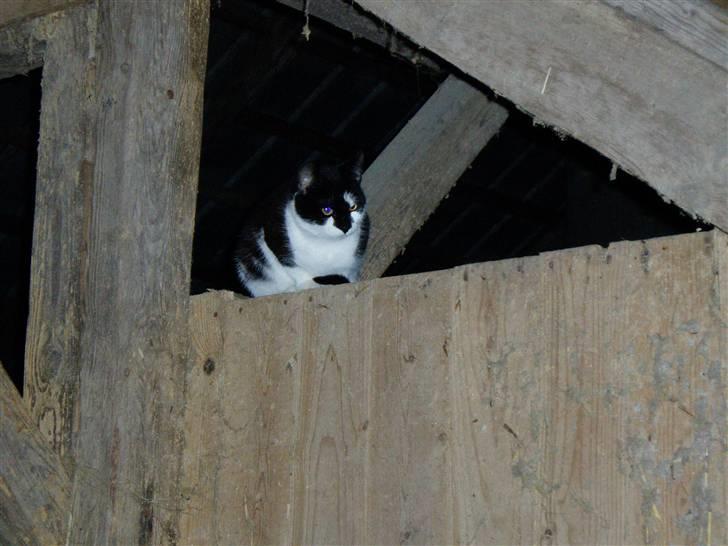 Huskat Isbjørn  - hm, jeg kan se det hele herfra? ;) billede 3