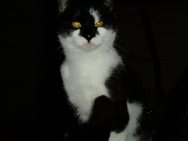 Huskat Isbjørn  - *Flere billeder kommer snart* :) billede 4