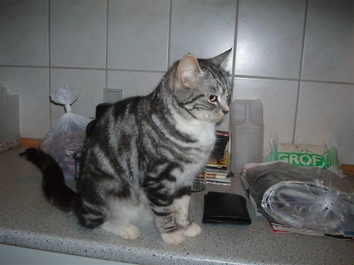 Huskat Piv billede 1