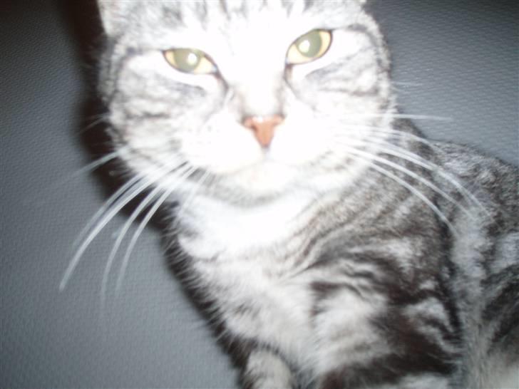 Huskat Piv billede 2