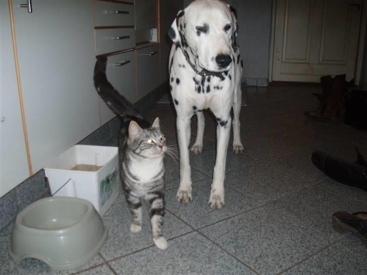 Huskat Piv - Piv og Trille  billede 4