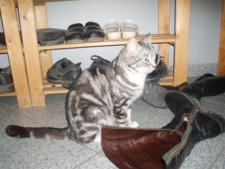 Huskat Piv billede 6