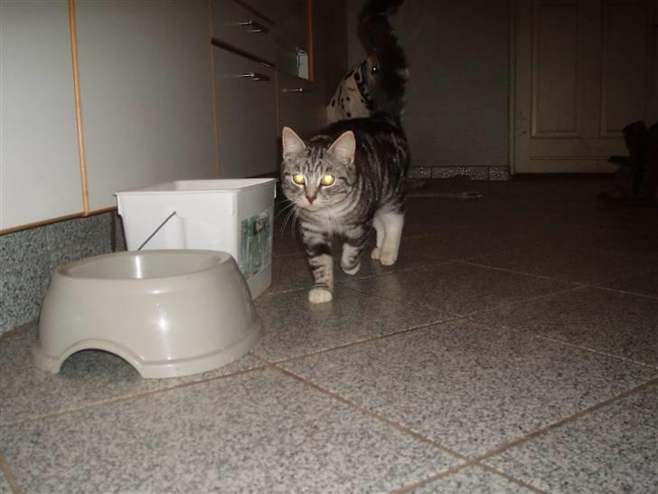 Huskat Piv billede 7