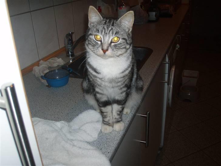 Huskat Piv billede 9