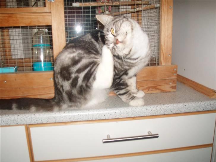 Huskat Piv billede 10