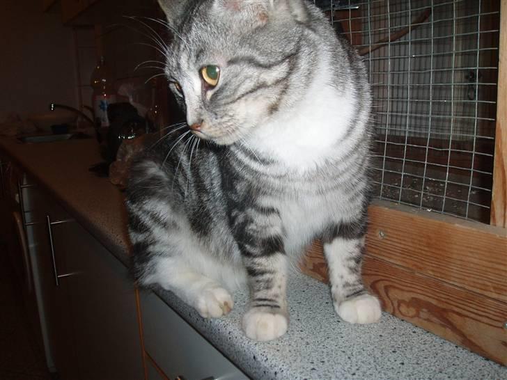 Huskat Piv billede 12