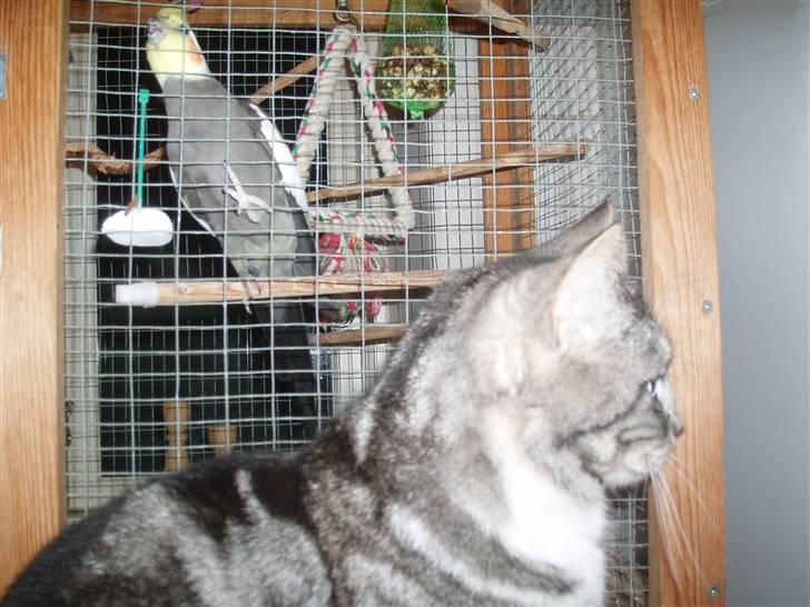 Huskat Piv billede 13