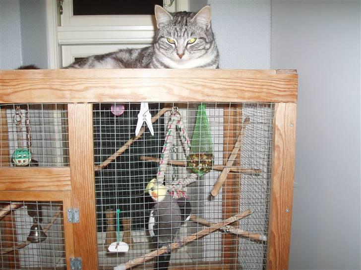 Huskat Piv billede 14