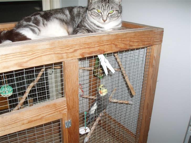 Huskat Piv billede 15