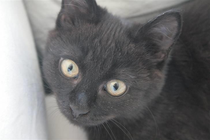 Huskat Otto billede 9