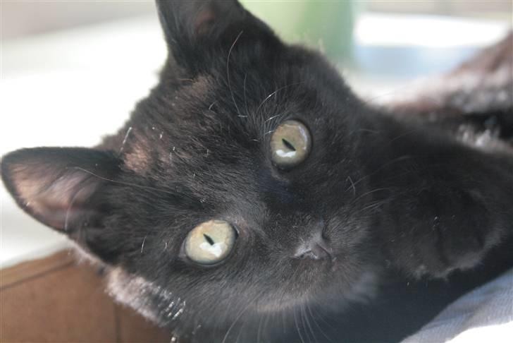 Huskat Otto - : D billede 10