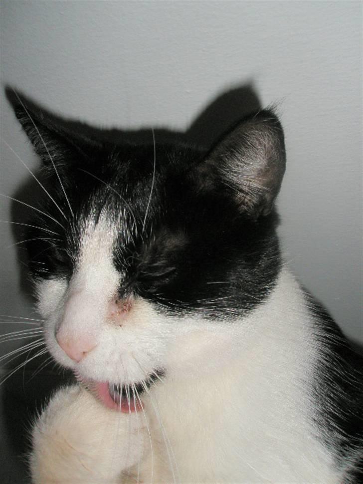 Huskat Loki  billede 8