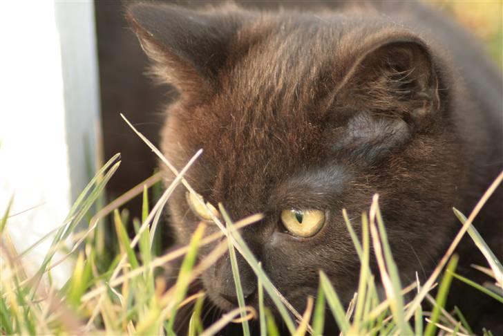 Huskat Otto billede 11