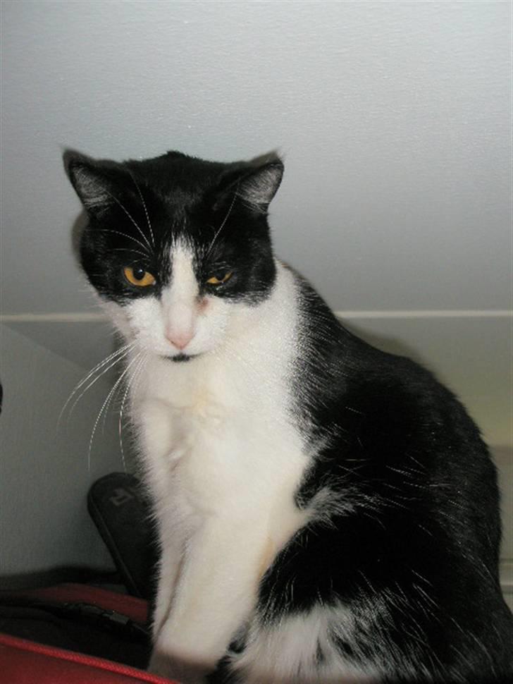 Huskat Loki  billede 9