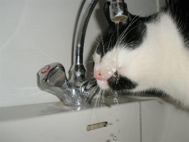 Huskat Loki  billede 10