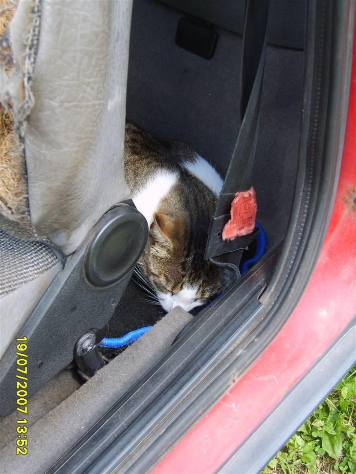 Huskat Anton billede 20