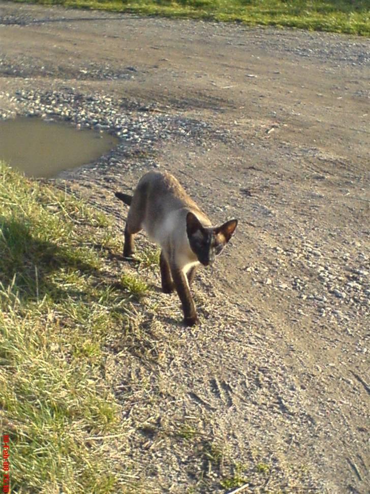 Siameser Lotus <3333 billede 9