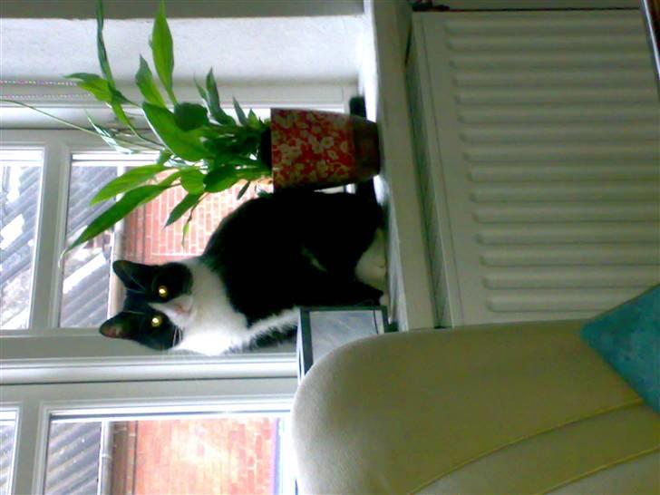 Huskat Olivia billede 7