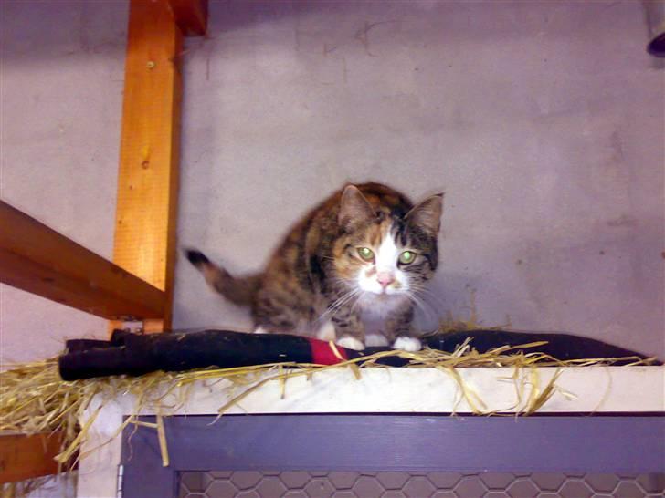 Huskat Kitty billede 16