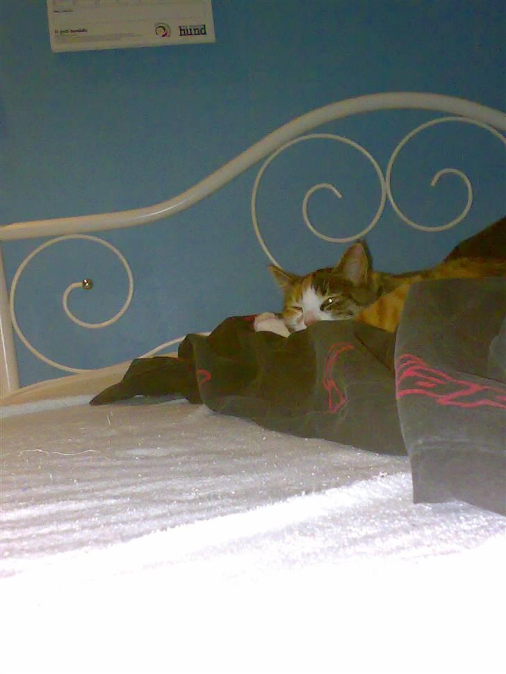 Huskat Kitty - zzzzzzzz. Lig en besked, så kigger jeg senere :) billede 17