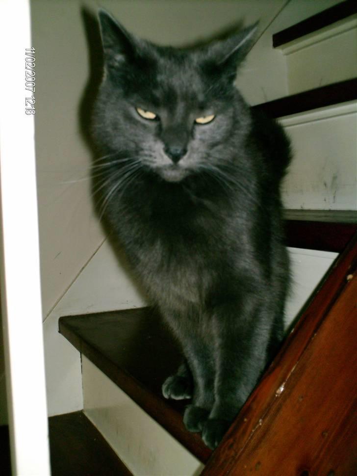 Huskat Tumle (min mors kat) billede 5