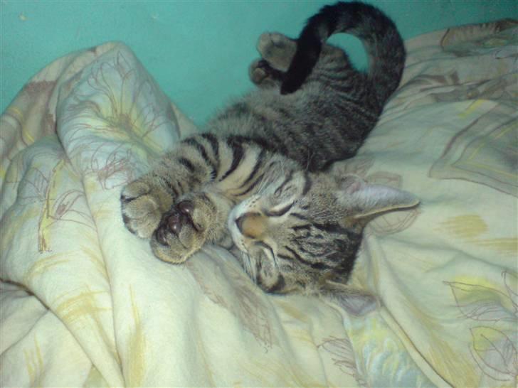 Huskat TARZAN aka HANTUZH+ - drønnert! billede 1