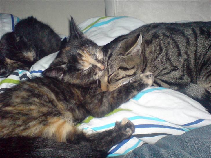 Huskat TARZAN aka HANTUZH+ - Her er han igen mens han sover i favnen på en af vores killinger. billede 3