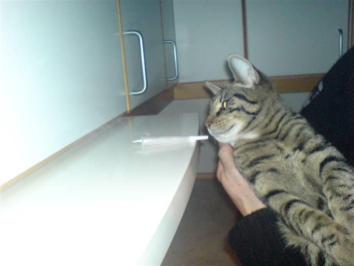 Huskat TARZAN aka HANTUZH+ - FY HA har jeg ikk sagt NO SMOKING! billede 4