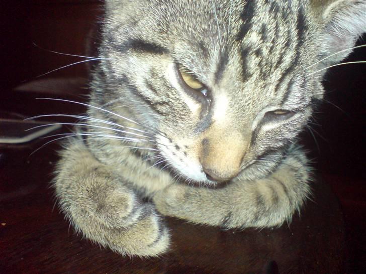 Huskat TARZAN aka HANTUZH+ - Dejlige Tarzan billede 5