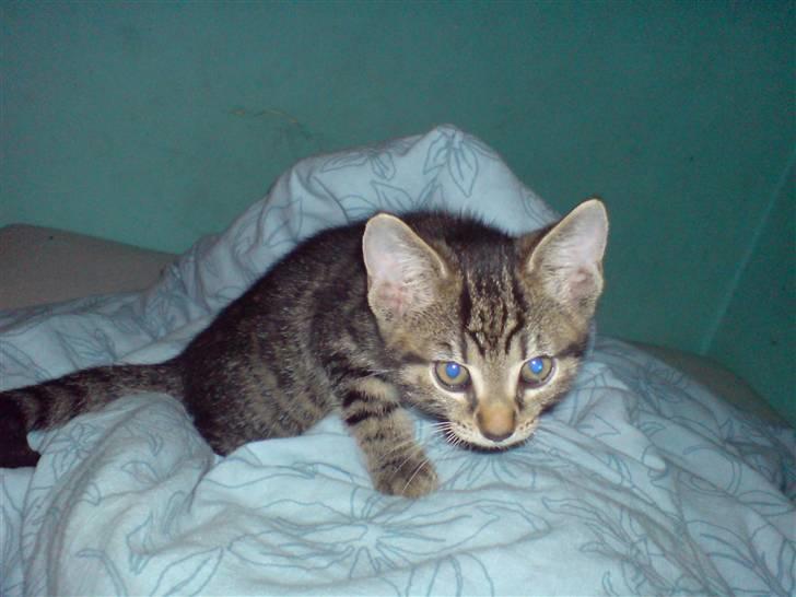 Huskat TARZAN aka HANTUZH+ - 5mdr gammel Dræber mis billede 6