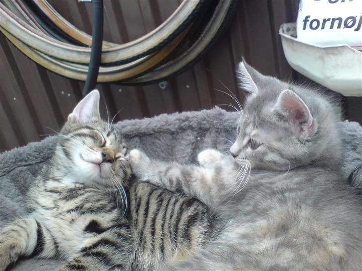 Huskat TARZAN aka HANTUZH+ - ung tarzan og lillesøster billede 7