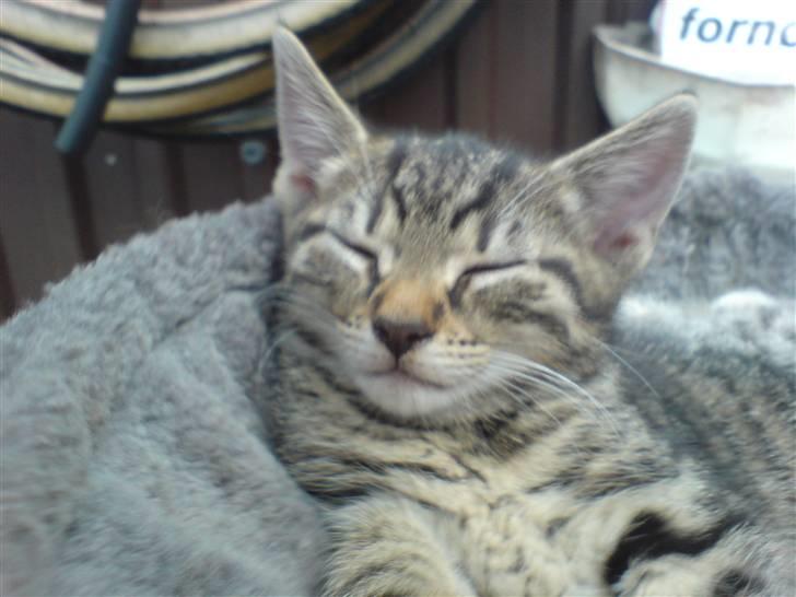 Huskat TARZAN aka HANTUZH+ - ung træt hankat billede 9