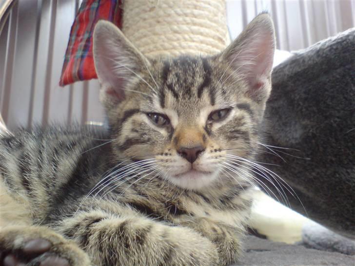 Huskat TARZAN aka HANTUZH+ - han skulle ha været model den lækker sag billede 10